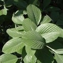 Sorbus aria feuille
